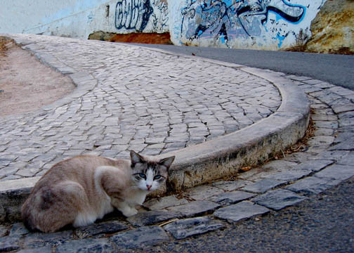 Stray Cat in Old Town