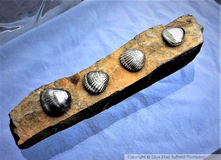 Cockles on stone