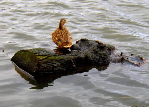 Get off my Back..!