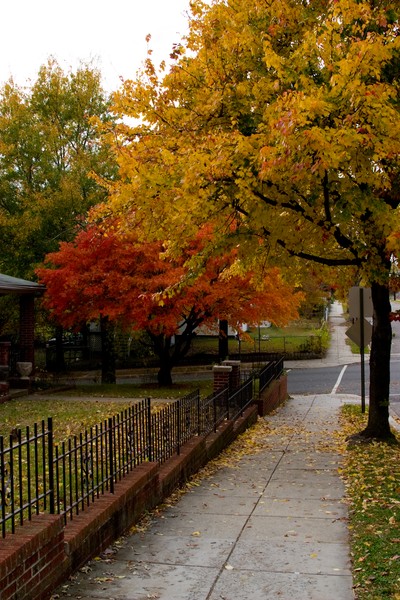 DC Street Conner Colors