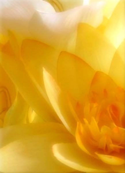 Flowers For Peace