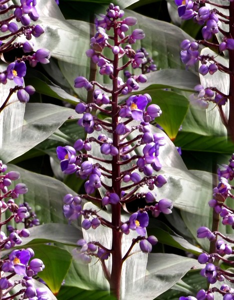 Pretty In Purple (One)