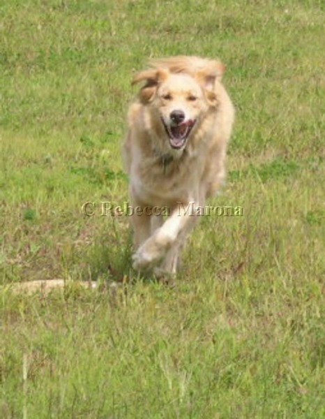 Rufus Running