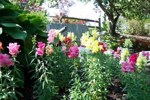 The Garden