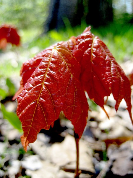 Sappling