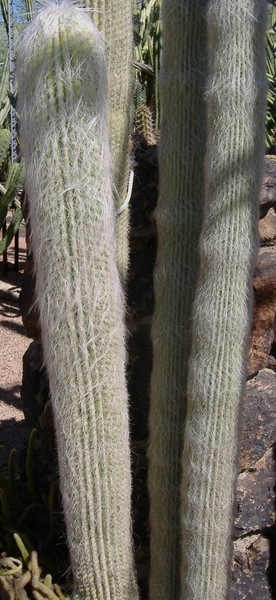 Fuzzy