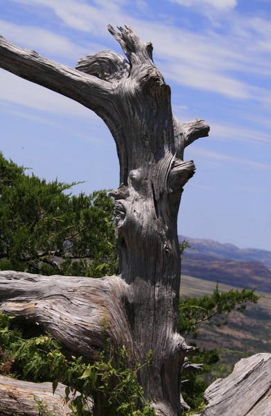 Dryad