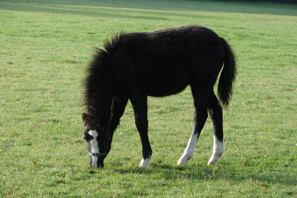 welsh colt foal
