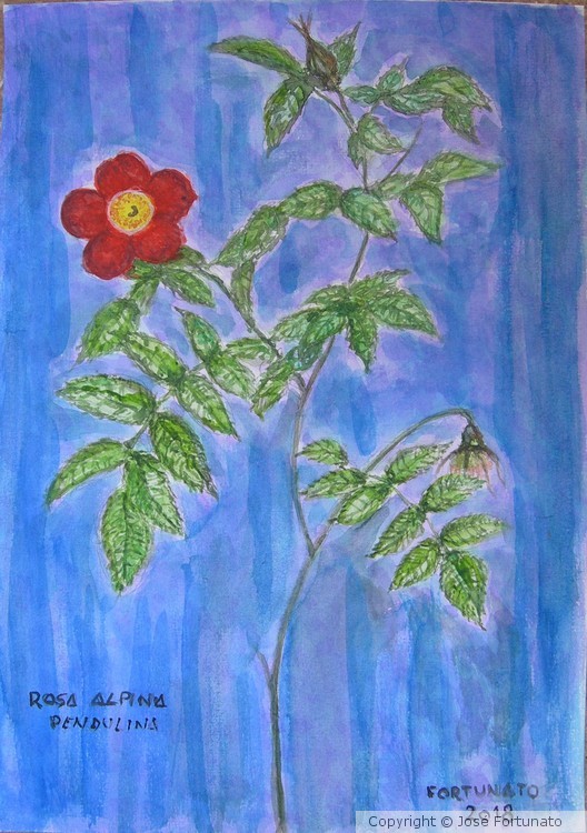Rosa Alpina Pendulina