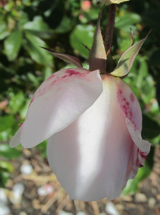 A Winter Rose