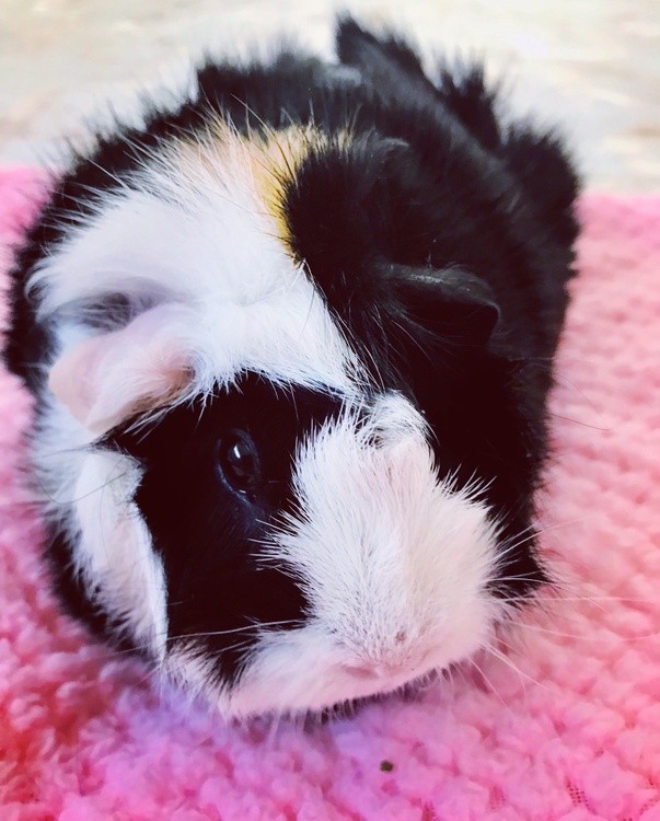 Pinkie the Guinea Pig