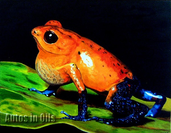Strawberry Poison Dart Frog