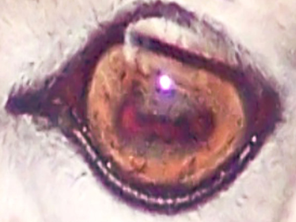 Eye See You