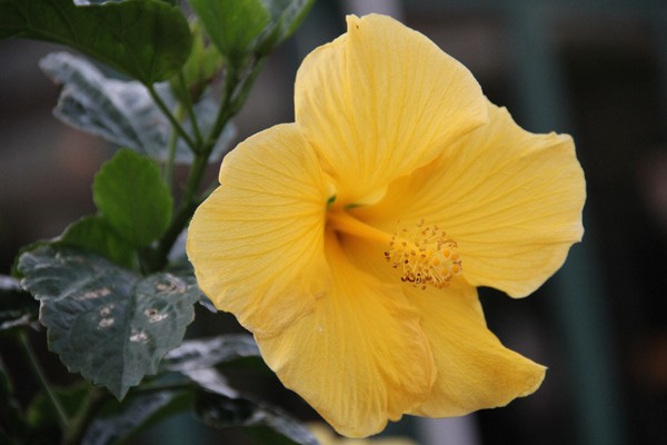Baltimore Yellow Hybiscus 