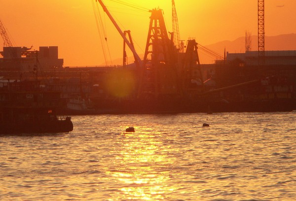 Silhouetted cranes