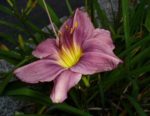 Pink Daylily