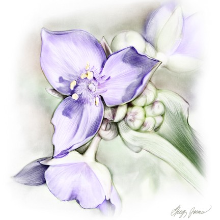 spiderwort (tradescantia)