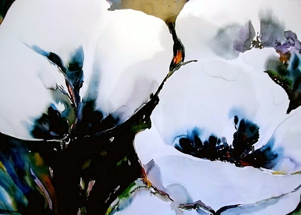 white poppies