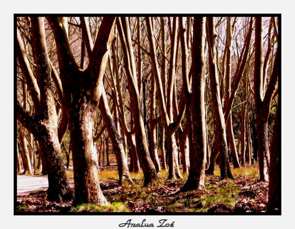 THE NUDE FOREST