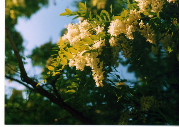Spring