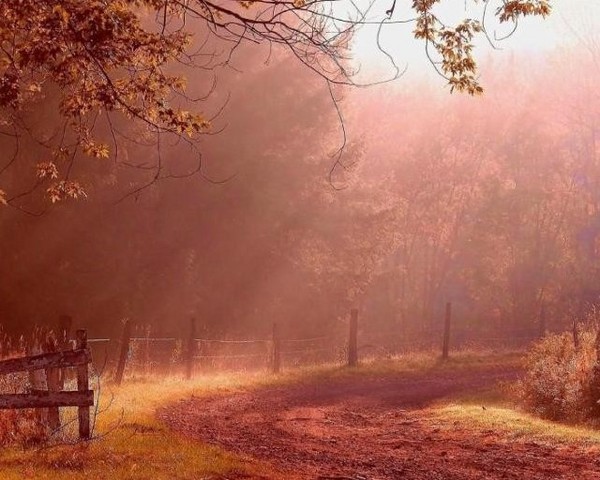 morning rays