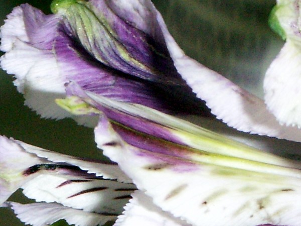 Purple and White