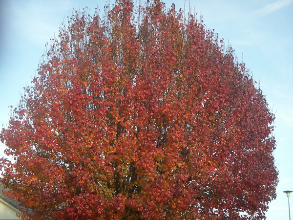 Bright Fall Colors