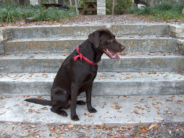 meet Art my chocolate lab