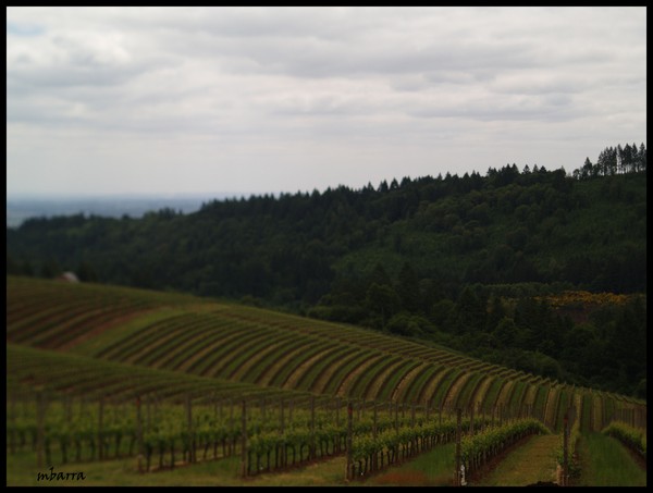 Wine Country Oregon