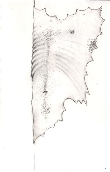 skin chest section