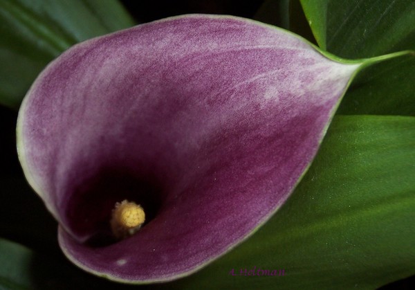 Purple Lily