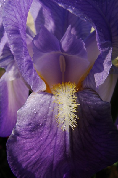 Iris 2