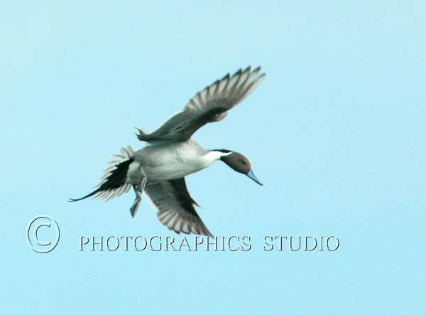 Male Pintail