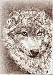Little Wolf