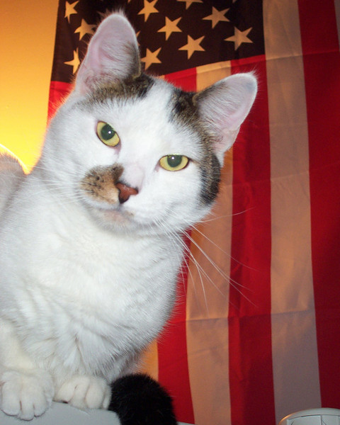 Patriotic Fender
