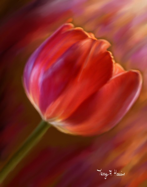 Sunset Tulip