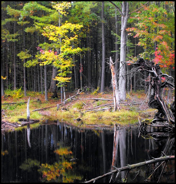 Beaver Pond in Autumn.