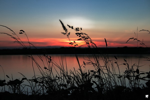 GRASSES AND A SUNSET
