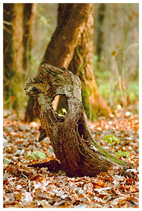 Magic snag