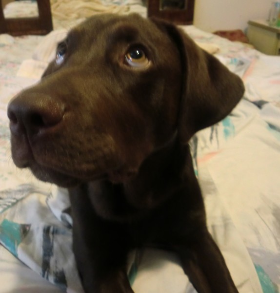 puppy eyes