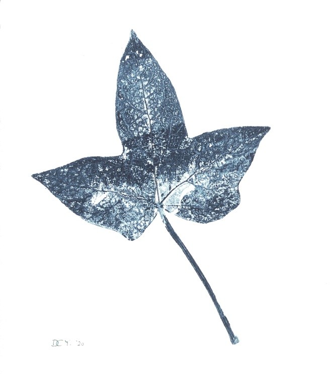 Ivy # (1)