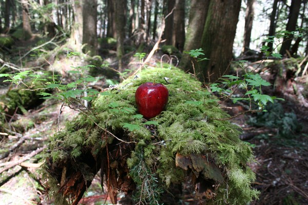 Forest Still Life