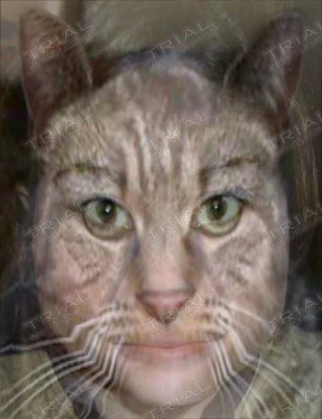 Tiffany The Cat