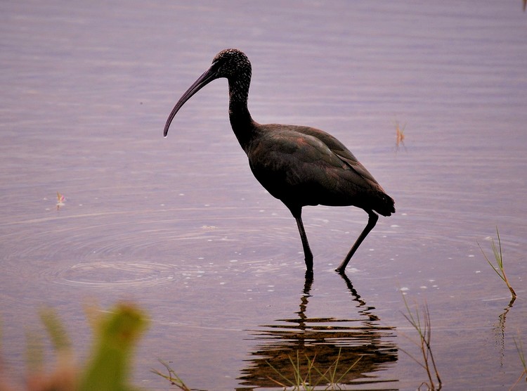 glosslyibis4t