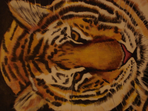  tiger on the prawl