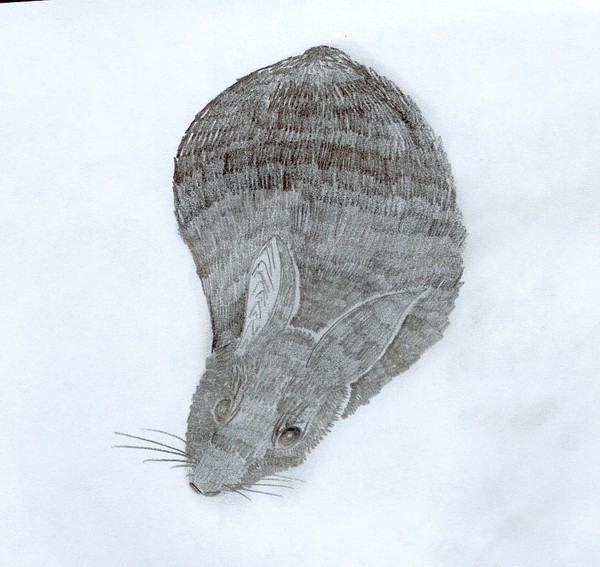 rabbit4