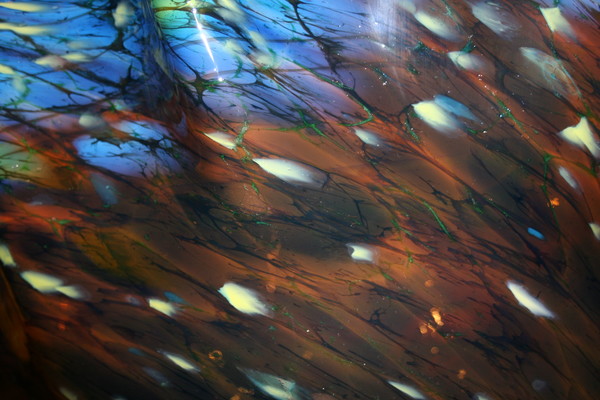 Living Glass by Chihuly