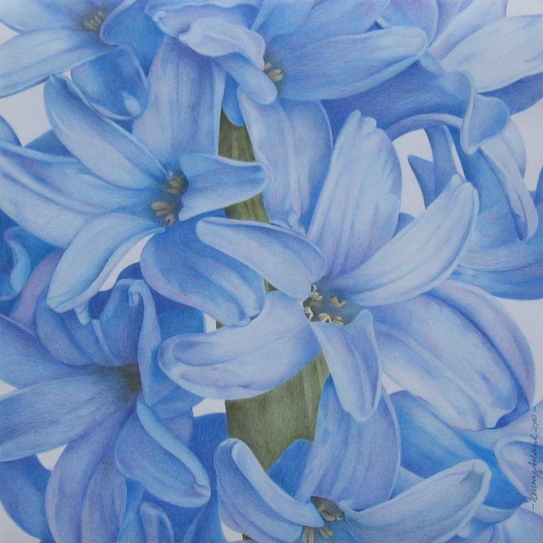 Hyacinth2