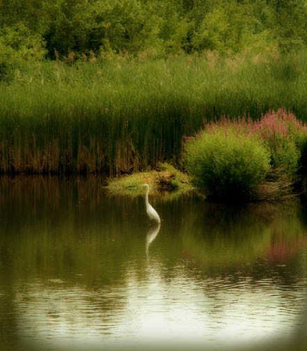 The Grace of Summer