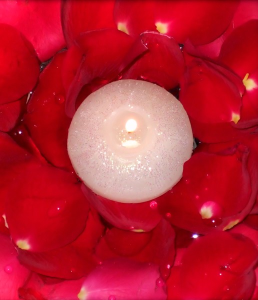 red rose petals 